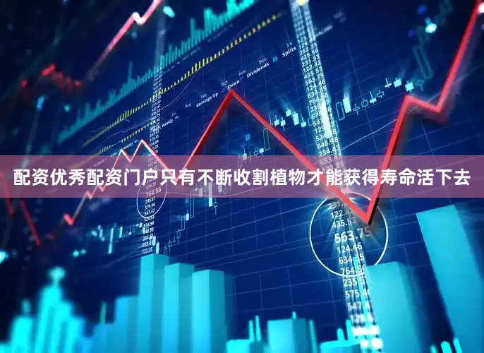 配资优秀配资门户只有不断收割植物才能获得寿命活下去